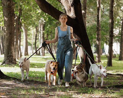 Building Better Behavior: The Power of Social Walks for Dogs
