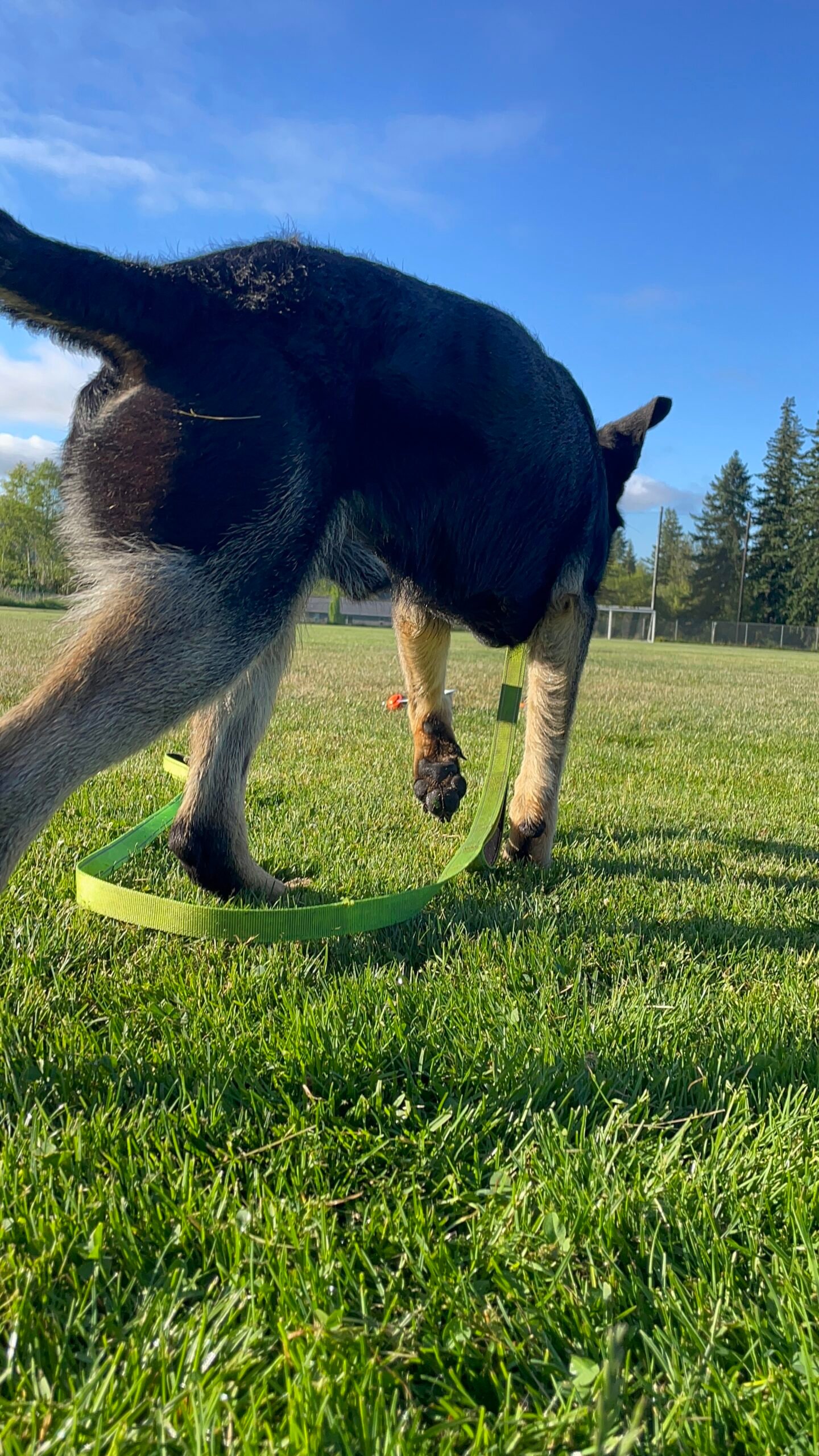 Embrace Every Step with Vancouver Pet Walking Services