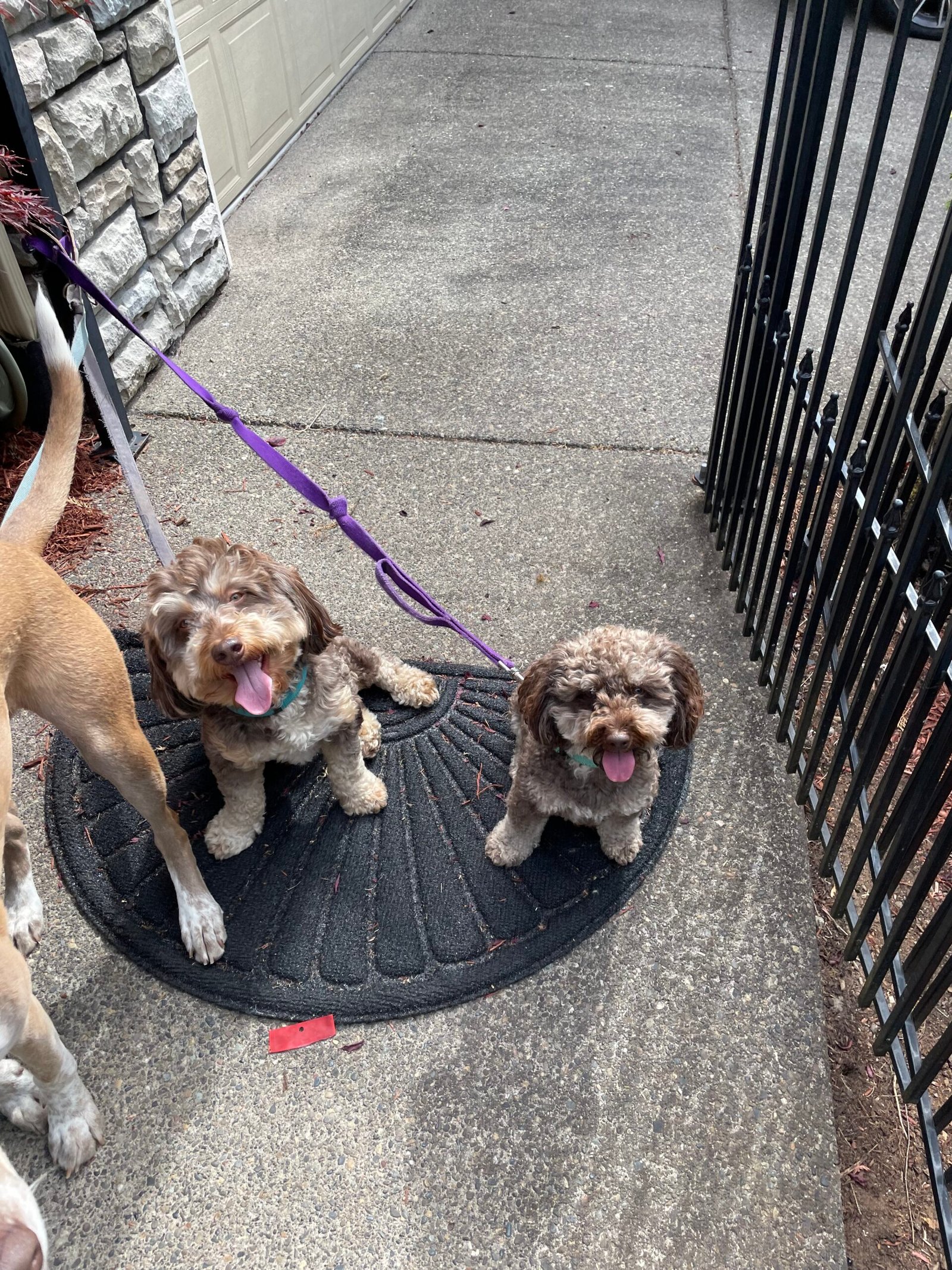 What Makes a Daily Dog Walk More Than a Routine?