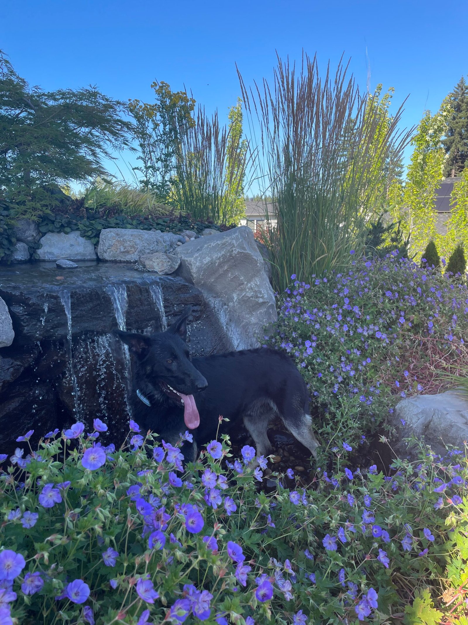 Why Regular Dog Walks Are Critical for Your Dog’s Mental & Physical Health