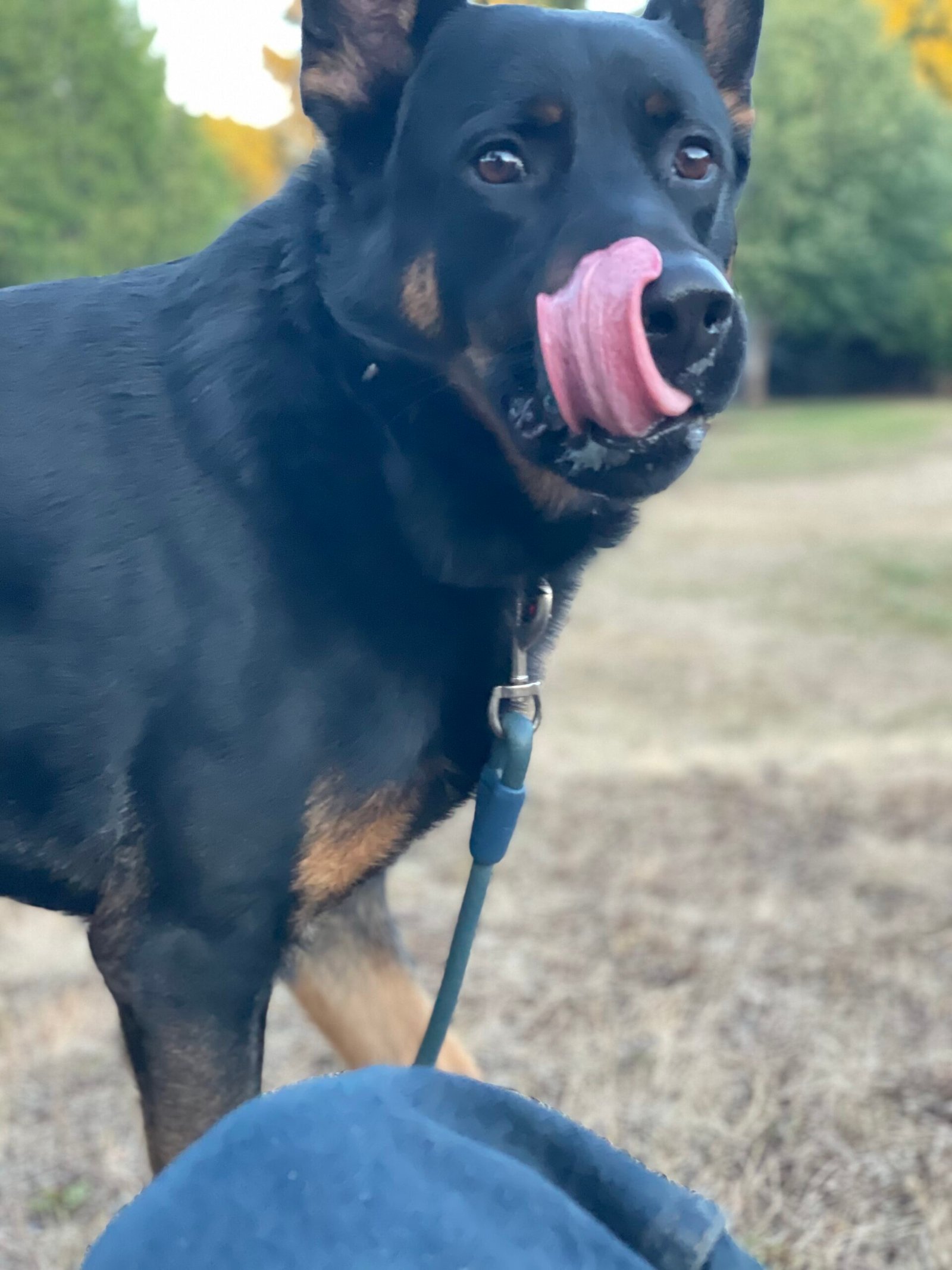 Questions to Ask Before Hiring a Dog Sitter: A Checklist for Pet Parents