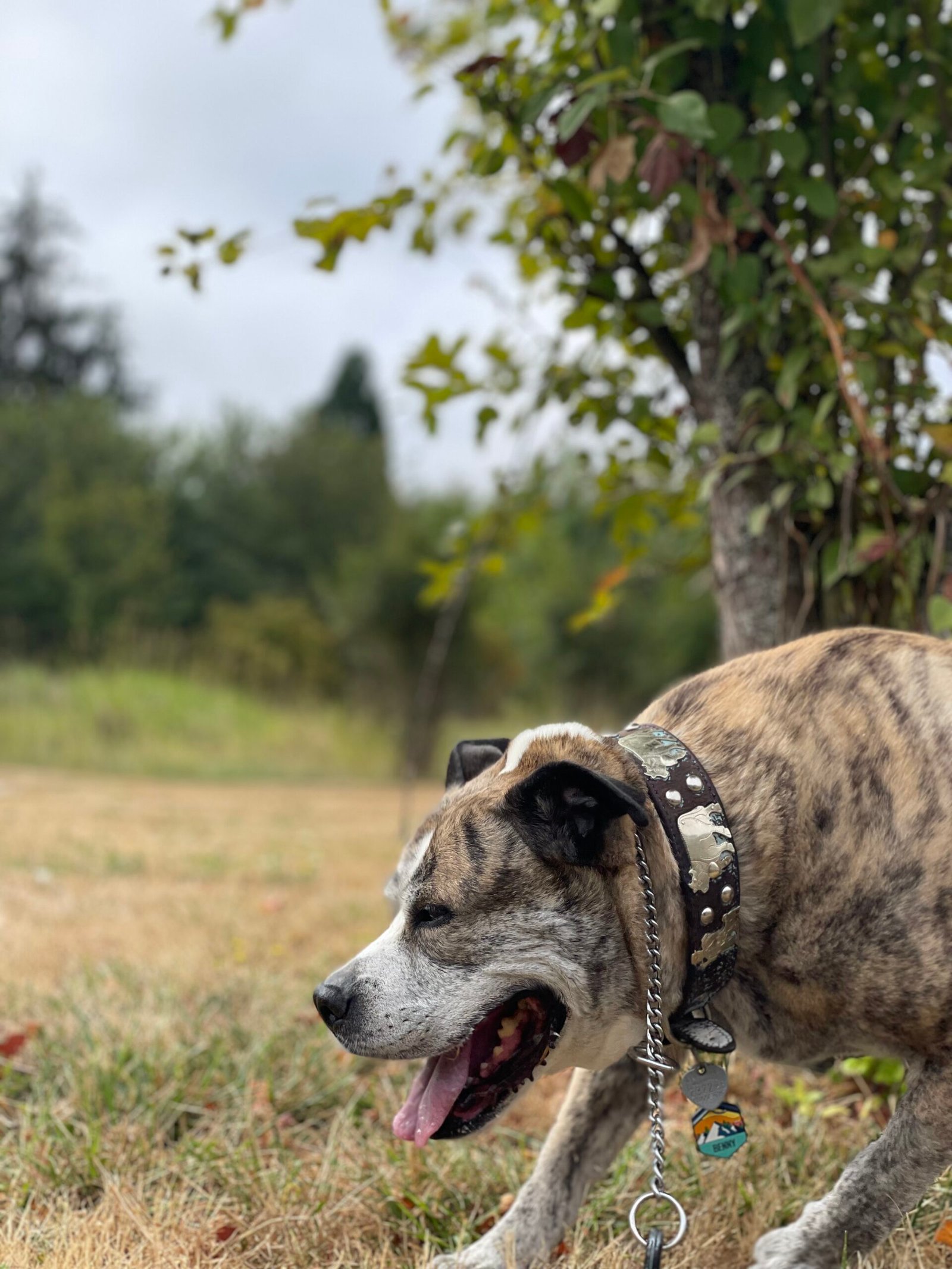 What To Expect From Walking Dog Services And How To Choose Right?